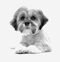 Daisys Dog Grooming and Photography 1096880 Image 1